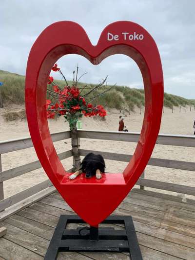 Die Dogorama Kalender Challenge Titelbild-Beitrag-Bild