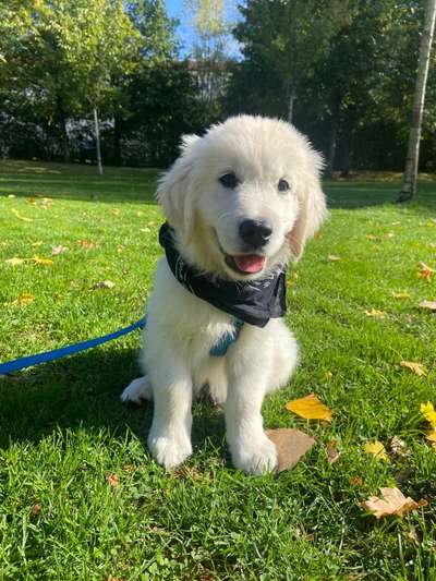 Wo sind die Golden Retriever Liebhaber?-Beitrag-Bild