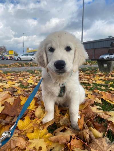 Dogorama Photo Challenge - Gassipause-Beitrag-Bild