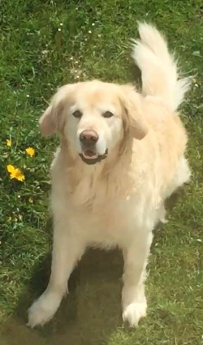 Unsere Fellnasen im Regenbogenland-Beitrag-Bild