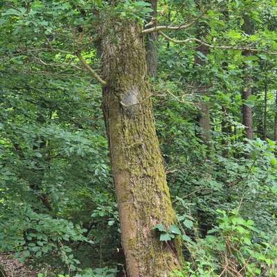 Giftköder-Eichenprozessionsspinner-Bild