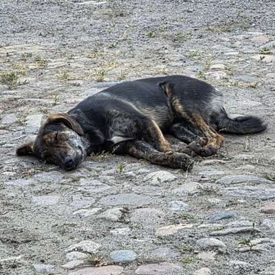 Hundetreffen-Gassi oder spielen lang/kurz-Bild