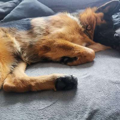 Hundetreffen-Groß Hund Treff-Bild