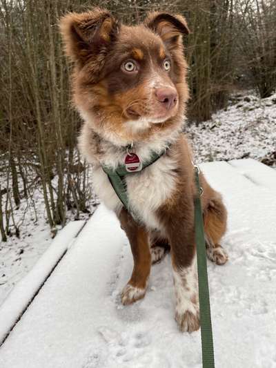 Die Dogorama Kalender Challenge Teil 2/4-Beitrag-Bild