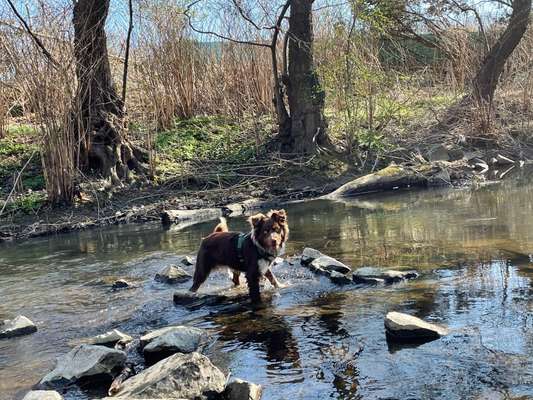 Dogorama-Monats-Challenge-Mai "Wasser"-Beitrag-Bild