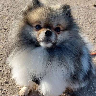 Hundetreffen-🐶 Spiel- & Trainingspartner für meinen Hund gesucht!-Bild