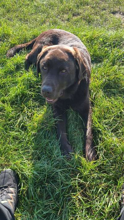 Hundetreffen-Gelegentlich treffen zur Gassirunde-Bild