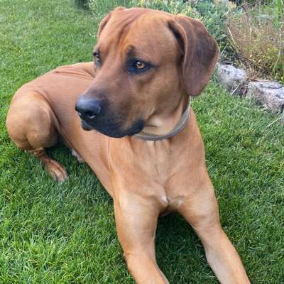 Hundetreffen-Rhodesien Ridgebackfreund-Bild