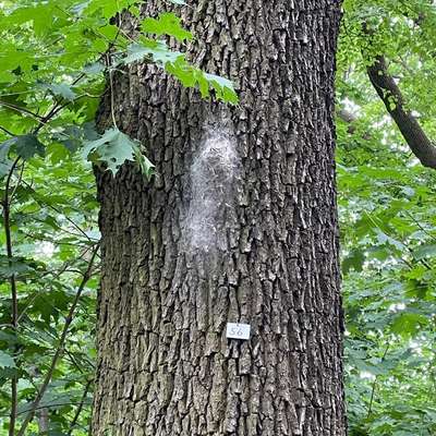 Giftköder-Eichenprozessionsspinner Wuhlheide-Bild
