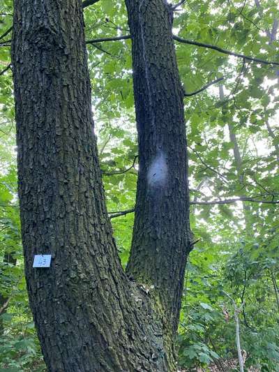 Giftköder-Eichenprozessionsspinner-Bild