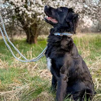 Hundetreffen-Spielen und ggf. Trainieren 🤎-Profilbild