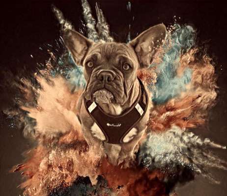 Photoshop und Co.-Beitrag-Bild