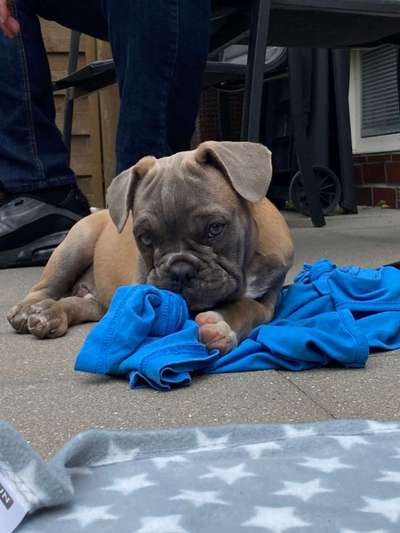 Welpen Bilder !-Beitrag-Bild