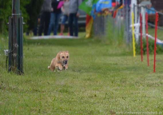 Fotochallenge 66 ~ Rennaction -Zeig deinen Hund im Lauf-Beitrag-Bild