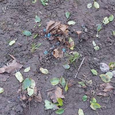 Giftköder-Blaue Pellets am Weg-Bild