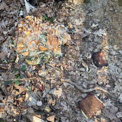 Giftköder-Essenreste (evtl. Erbrochenes)-Bild