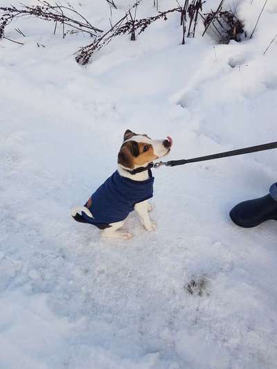 Welpen Bilder !-Beitrag-Bild