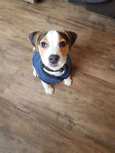 Jack Russell Terrier-Beitrag-Bild