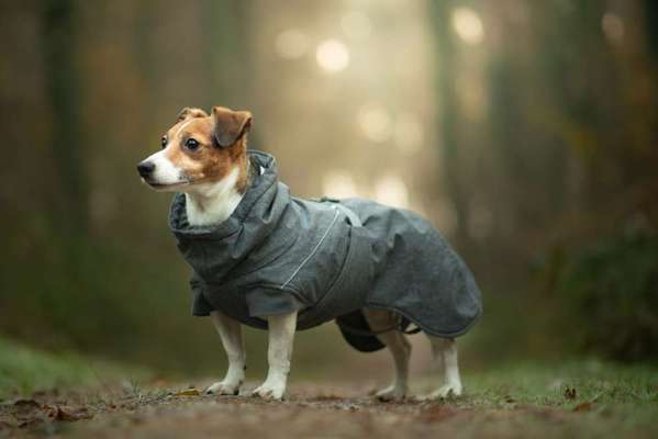 Hundetreffen-Leinenspazuergänge / Trainingsrunden-Bild
