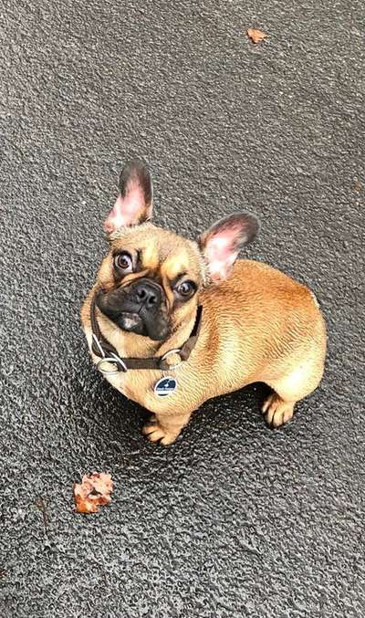 Französische Bulldoggen-Beitrag-Bild