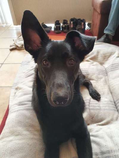 Mischlinge raten - Rätselspaß-Beitrag-Bild