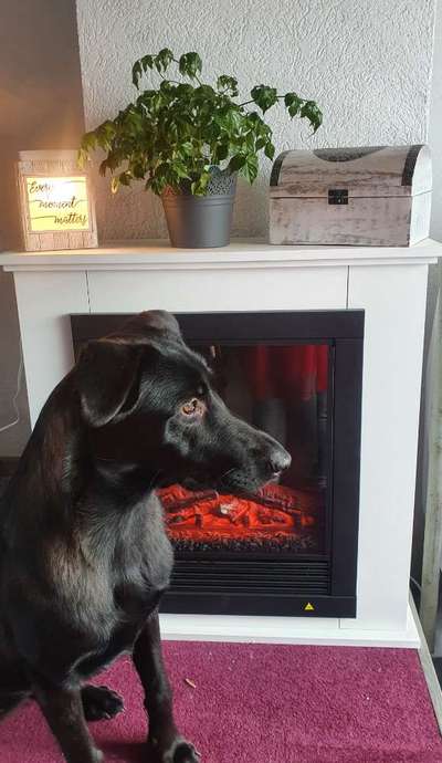 Mischlinge raten - Rätselspaß-Beitrag-Bild