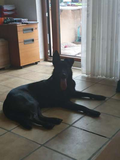 Mischlinge raten - Rätselspaß-Beitrag-Bild