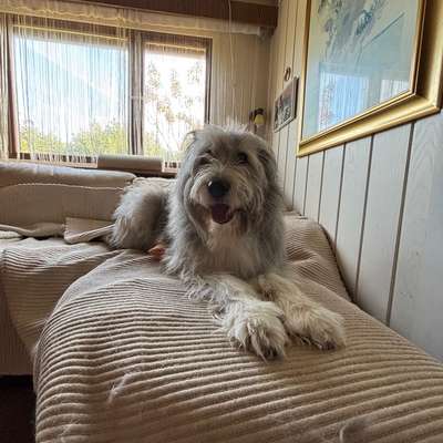 Suchmeldung-Balou-Bild