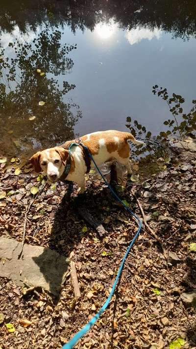 Hundeauslaufgebiet-Steinbachtal-Bild