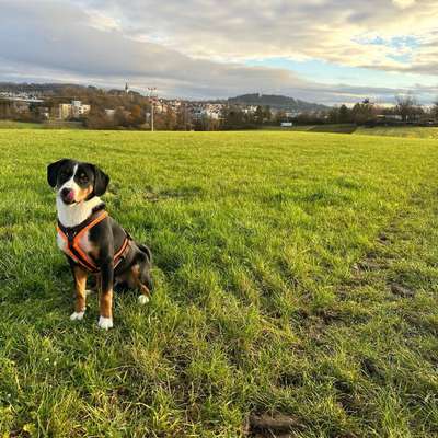 Hundetreffen-Gassi gehen und toben-Bild