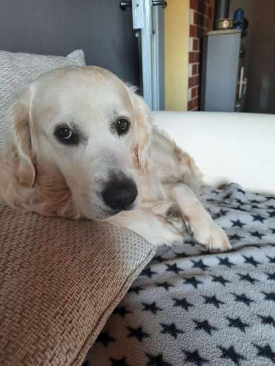 Wo sind die Golden Retriever Liebhaber?-Beitrag-Bild