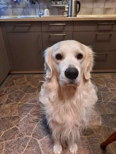 Welche Hunderasse-Beitrag-Bild