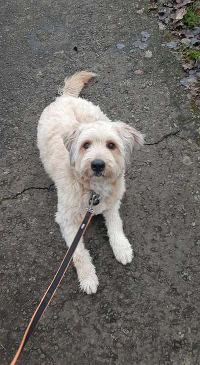 Goldendoodle?-Beitrag-Bild