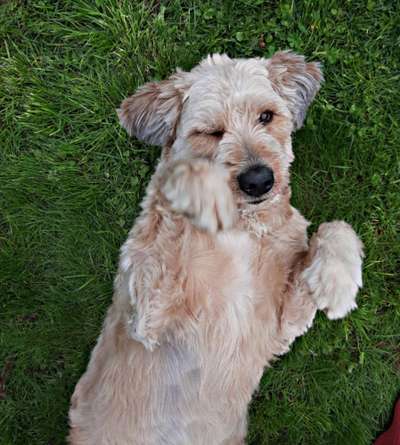 Die Dogorama-Wochen-Challenge "Die schönste Grimasse"-Beitrag-Bild