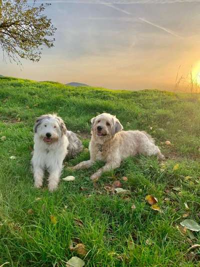 Bester Freund, Hundekumpel - zeigt her!-Beitrag-Bild