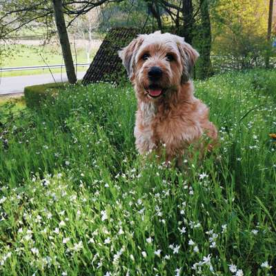 Tibet Terrier-Beitrag-Bild
