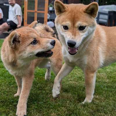 Hundetreffen-Gassi & Spielen-Bild