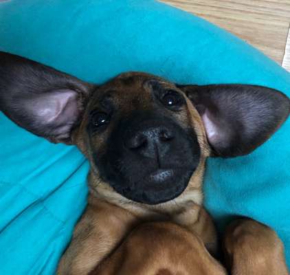 Welpen Bilder !-Beitrag-Bild