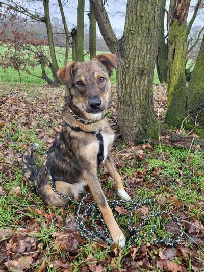 Hundetreffen-Gassirunde/ Übungsrunde-Bild