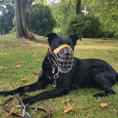 Hundetreffen-Hundebegnungen üben/ Social Walks-Bild