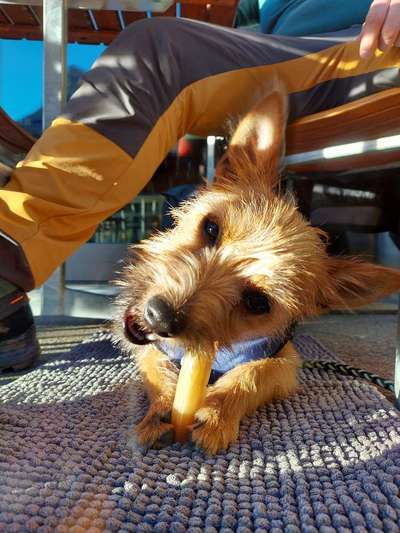 Dogorama Photo Challenge - Gassipause-Beitrag-Bild