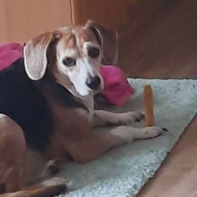 Hundetreffen-Hundekontakte-Profilbild