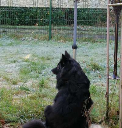 Hundetreffen-Hundefreunde gesucht-Bild