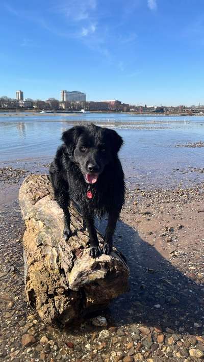 Hundetreffen-Begleiter für Gassi/Wandern gesucht-Bild
