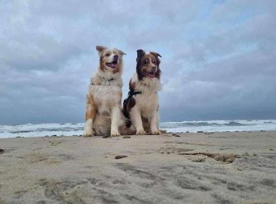 Unsere Fellnasen im Regenbogenland-Beitrag-Bild