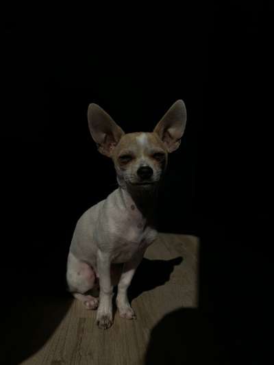 Hundetreffen-Spiel und Spaß-Bild