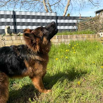 Hundetreffen-Sozialisierungsspaziergänge-Bild