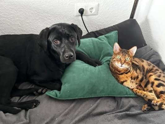 Hund und Katz Momente-Beitrag-Bild