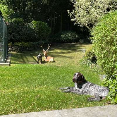 Hundetreffen-Hundebegenung Trainingspartner-Bild
