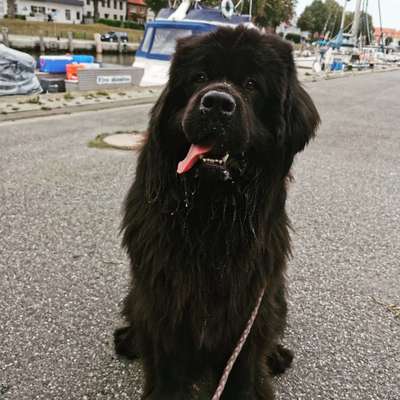 Neufundländer Freunde!-Beitrag-Bild